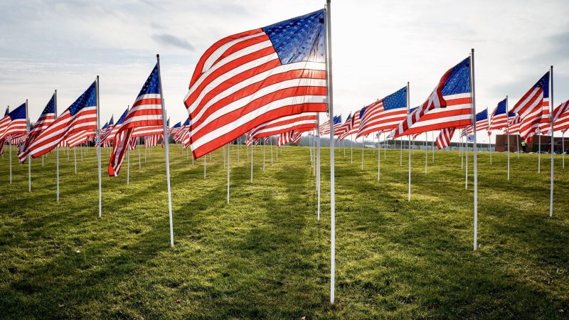 several-american-flags-on-a-grassy-field-A5EDBZA